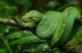 Amazon træboa (Corallus hortulanus)