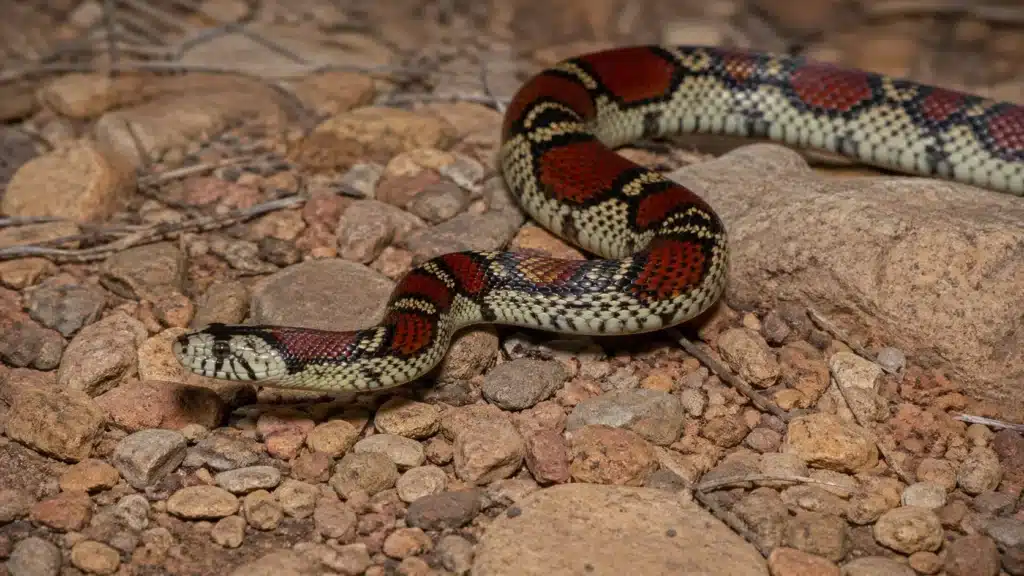 Californisk kongesnog (Lampropeltis californiae) 2 Californisk kongesnogLampropeltis californiae