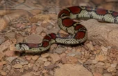 Californisk kongesnog (Lampropeltis californiae)