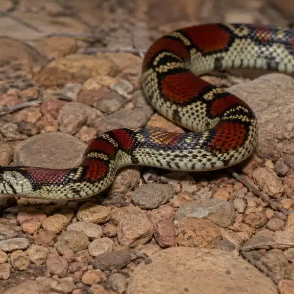 Californisk kongesnog (Lampropeltis californiae)