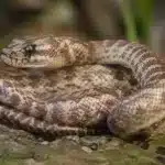 Children’s python (Antaresia childreni) Children’s python+Antaresia childreni