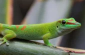 Day gecko / daggekko (Phelsuma grandis)
