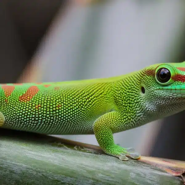 Day gecko / daggekko (Phelsuma grandis)