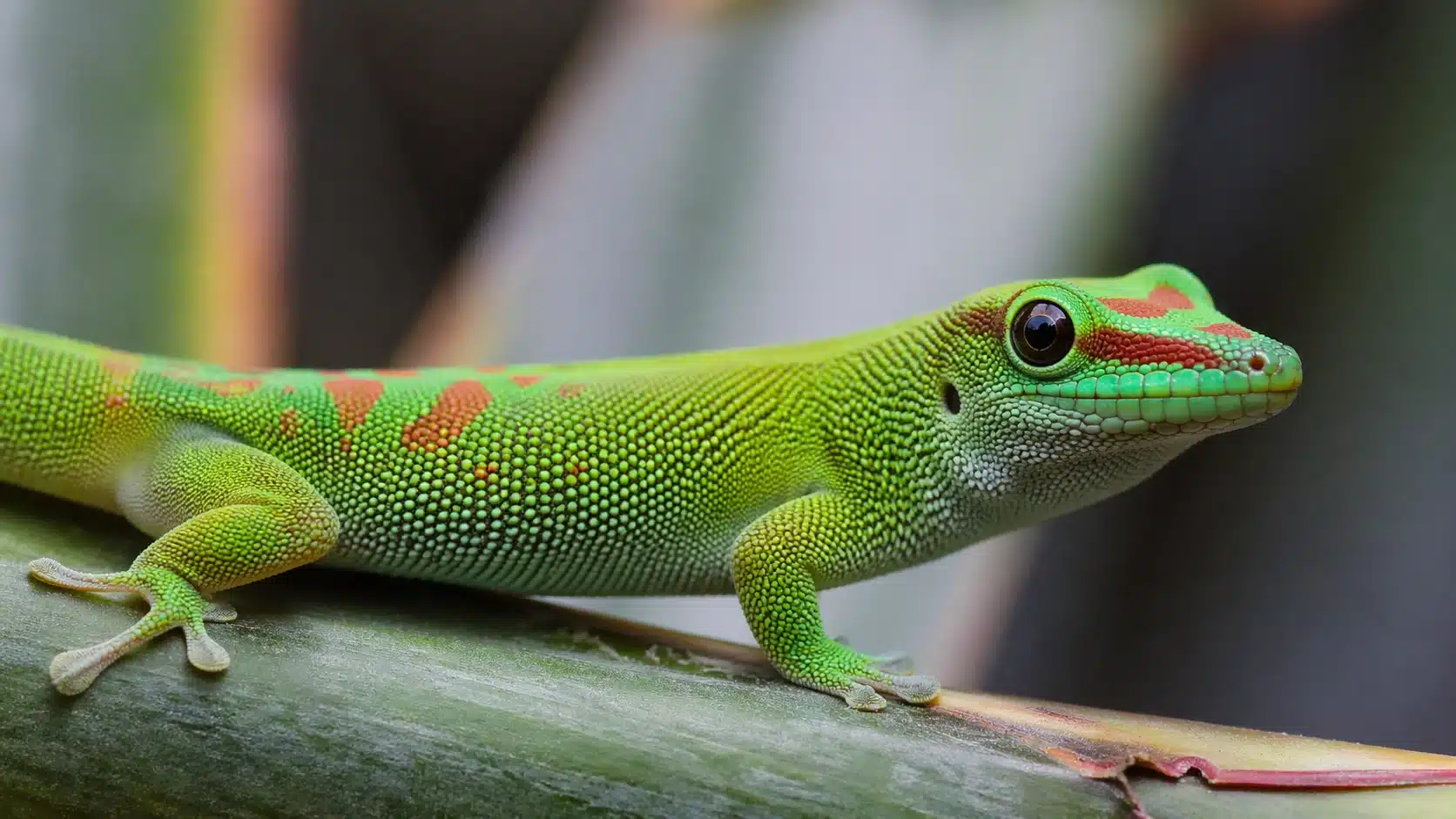 Reptilia 1 Day gecko / daggekko (Phelsuma grandis)
