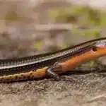 Flammeskink (Mochlus fernandi) Flammeskink+Mochlus fernandi