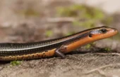 Flammeskink (Mochlus fernandi)