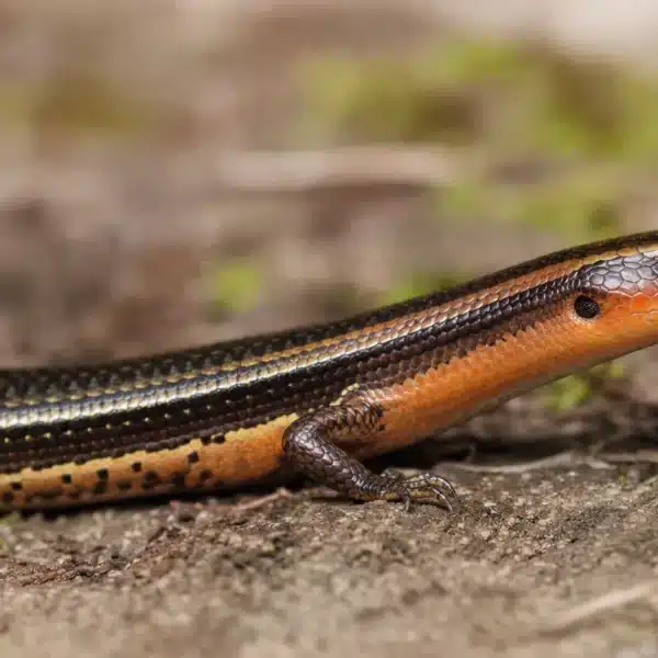 Flammeskink (Mochlus fernandi)