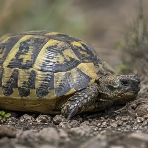 Græsk landskildpadde (Testudo hermanni)