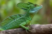 Grøn basilisk (Basiliscus plumifrons)