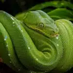 Grøn træpyton, Green tree python (Morelia viridis) Grøn træpyton, Green tree python+Morelia viridis