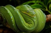 Grøn træpyton, Green tree python (Morelia viridis)