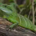 Grøn vandagam (Physignathus cocincinus) Grøn vandagam+Physignathus cocincinus