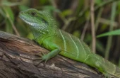 Grøn vandagam (Physignathus cocincinus)