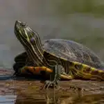 Guløret terrapin (Trachemys scripta scripta) Guløret terrapin+Trachemys scripta scripta