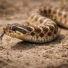 Hognosesnog (Heterodon nasicus)