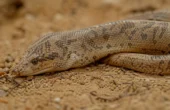 Kenyansk sandboa (Eryx colubrinus)