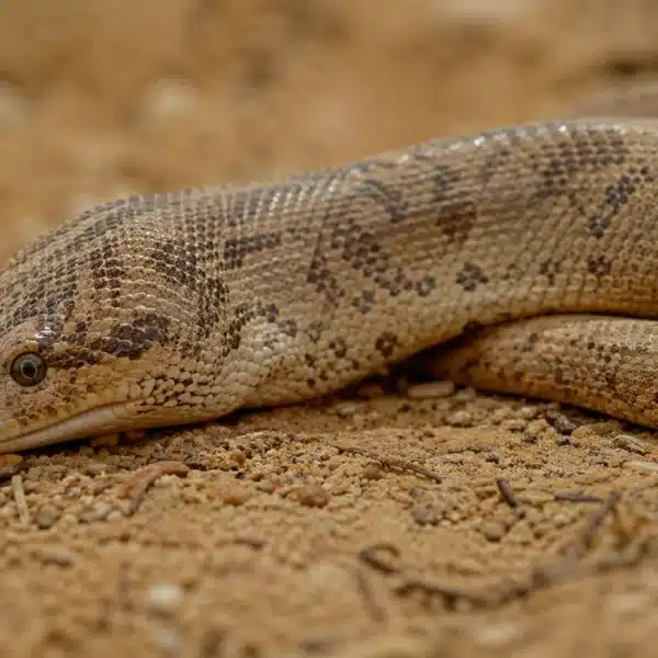 Kenyansk sandboa, Kenyan sand boa (Eryx colubrinus)