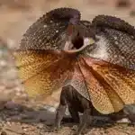 Kraveagam (Chlamydosaurus kingii) Kraveagam+Chlamydosaurus kingii