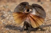 Kraveagam (Chlamydosaurus kingii)