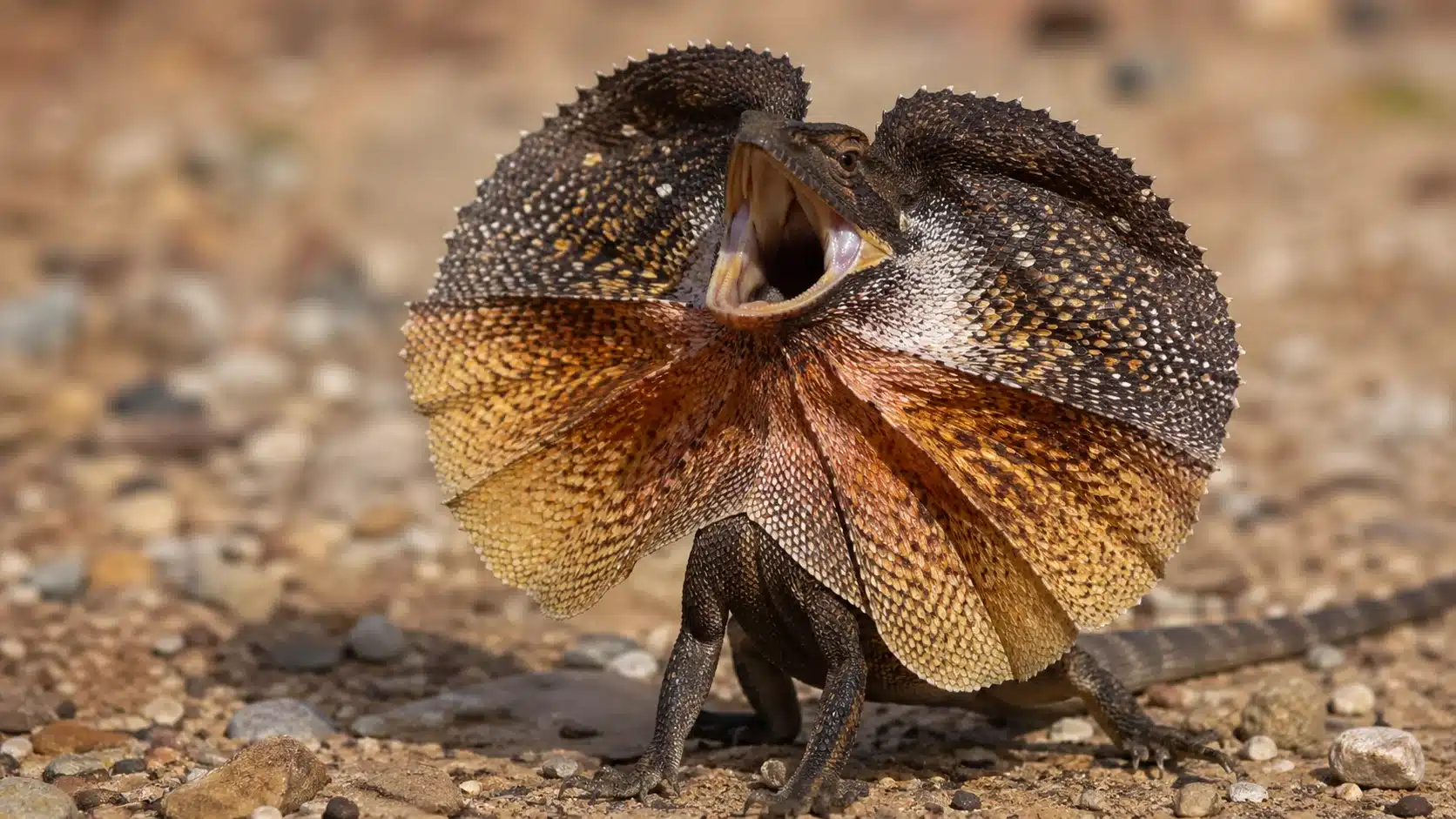 Reptilia 5 Kraveagam (Chlamydosaurus kingii)