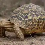 Leopardskildpadde (Stigmochelys pardalis) Leopardskildpadde+Stigmochelys pardalis