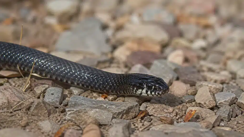Mexicansk sort kongesnog (Lampropeltis getula nigrita) 2 Mexicansk sort kongesnogLampropeltis getula nigrita