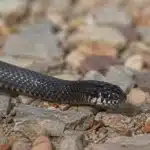 Mexicansk sort kongesnog (Lampropeltis getula nigrita) Mexicansk sort kongesnog+Lampropeltis getula nigrita