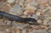 Mexicansk sort kongesnog (Lampropeltis getula nigrita)