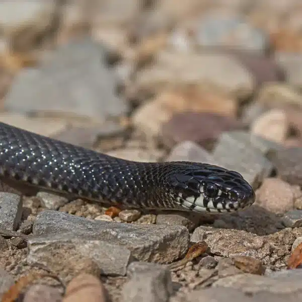 Mexicansk sort kongesnog (Lampropeltis getula nigrita)