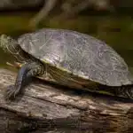 Mississippi-landkortskildpadde (Graptemys pseudogeographica) Mississippi-landkortskildpadde+Graptemys pseudogeographica