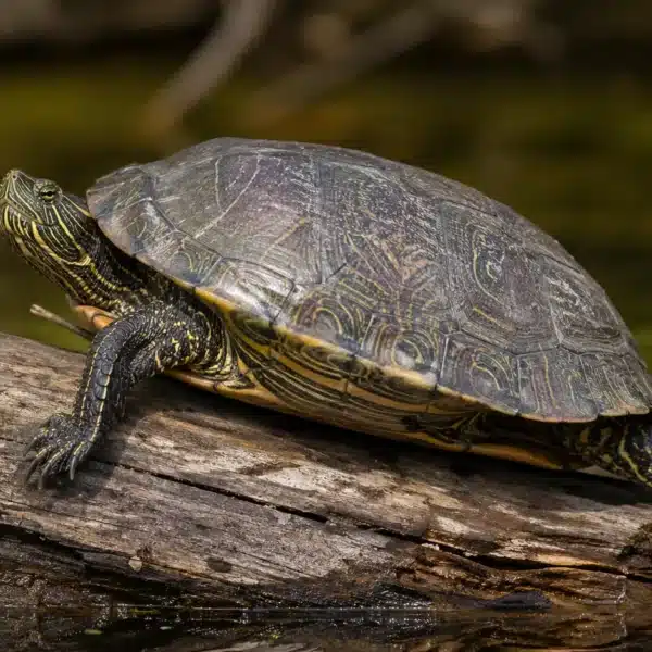 Mississippi-landkortskildpadde (Graptemys pseudogeographica)