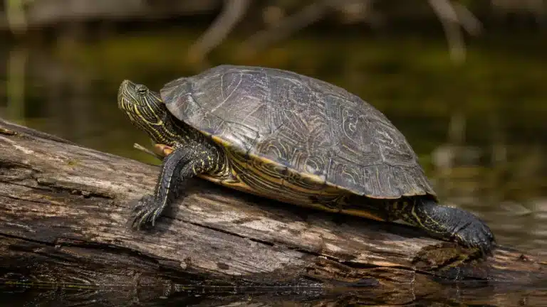 Mississippi landkortskildpaddeGraptemys pseudogeographica