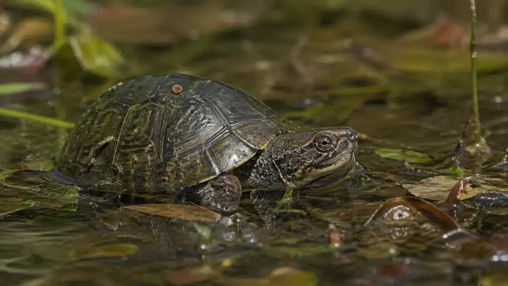 Moskusskildpadde (Sternotherus odoratus) 2 MoskusskildpaddeSternotherus odoratus