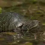 Moskusskildpadde (Sternotherus odoratus) Moskusskildpadde+Sternotherus odoratus