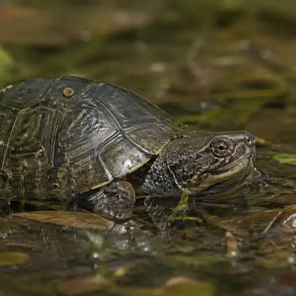 Moskusskildpadde (Sternotherus odoratus)