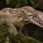 Nykaledonsk kæmpegekko, Gargoyle gecko (Rhacodactylus auriculatus) Nykaledonsk kæmpegekko, Gargoyle gecko+Rhacodactylus auriculatus