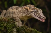 Nykaledonsk kæmpegekko (Rhacodactylus auriculatus)