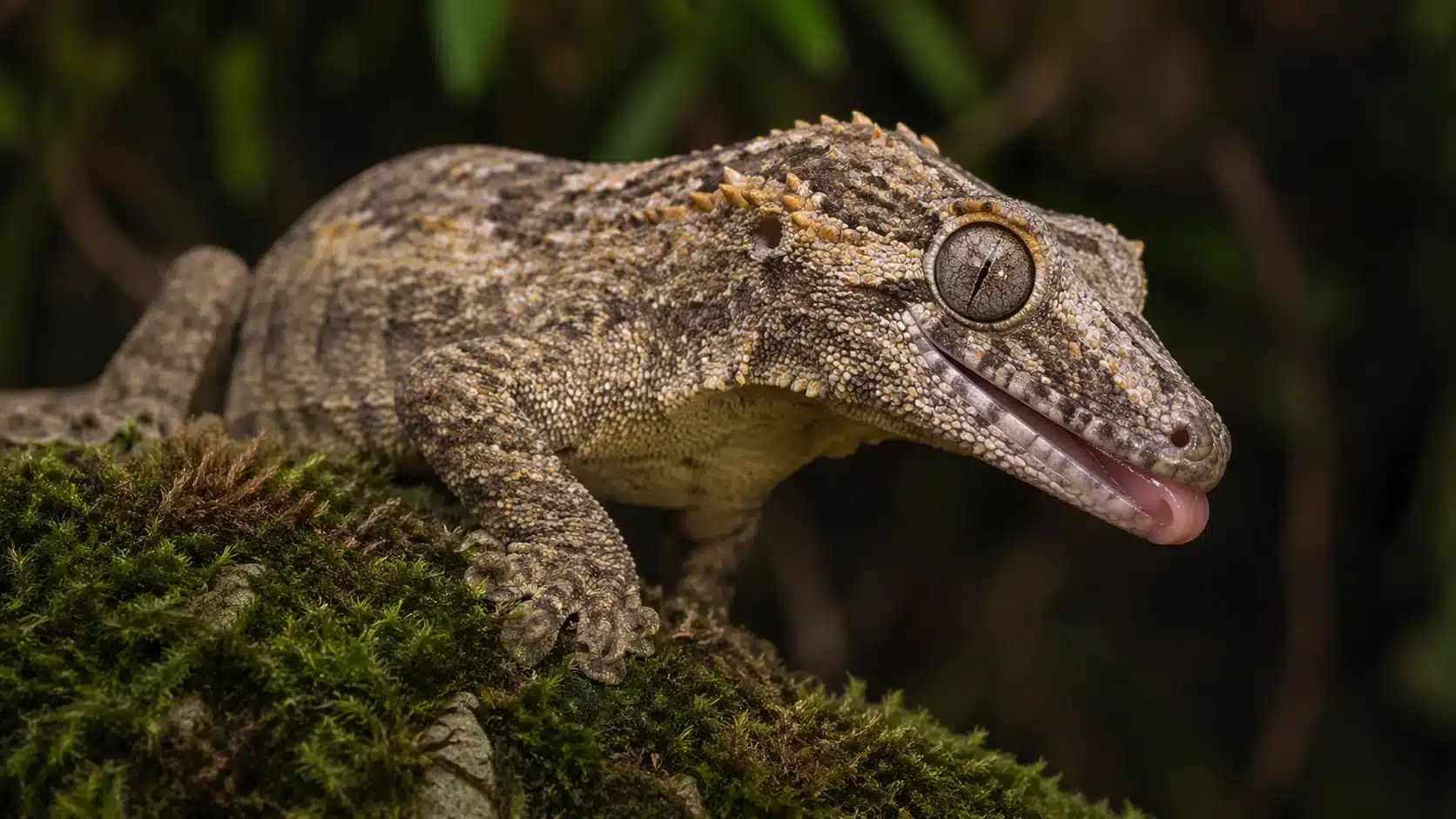 Reptilia 2 Nykaledonsk kæmpegekko, Gargoyle gecko (Rhacodactylus auriculatus)