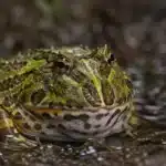Pacman frog (Ceratophrys ornata) Pacman frog+Ceratophrys ornata