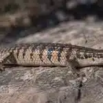 Peter’s banded skink (Scincopus fasciatus) Peter’s banded skink+Scincopus fasciatus