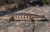 Peter’s banded skink (Scincopus fasciatus)