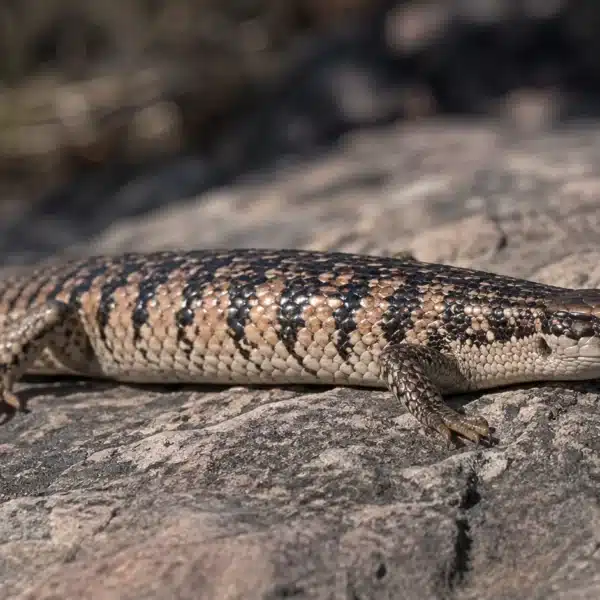 Peter’s banded skink (Scincopus fasciatus)
