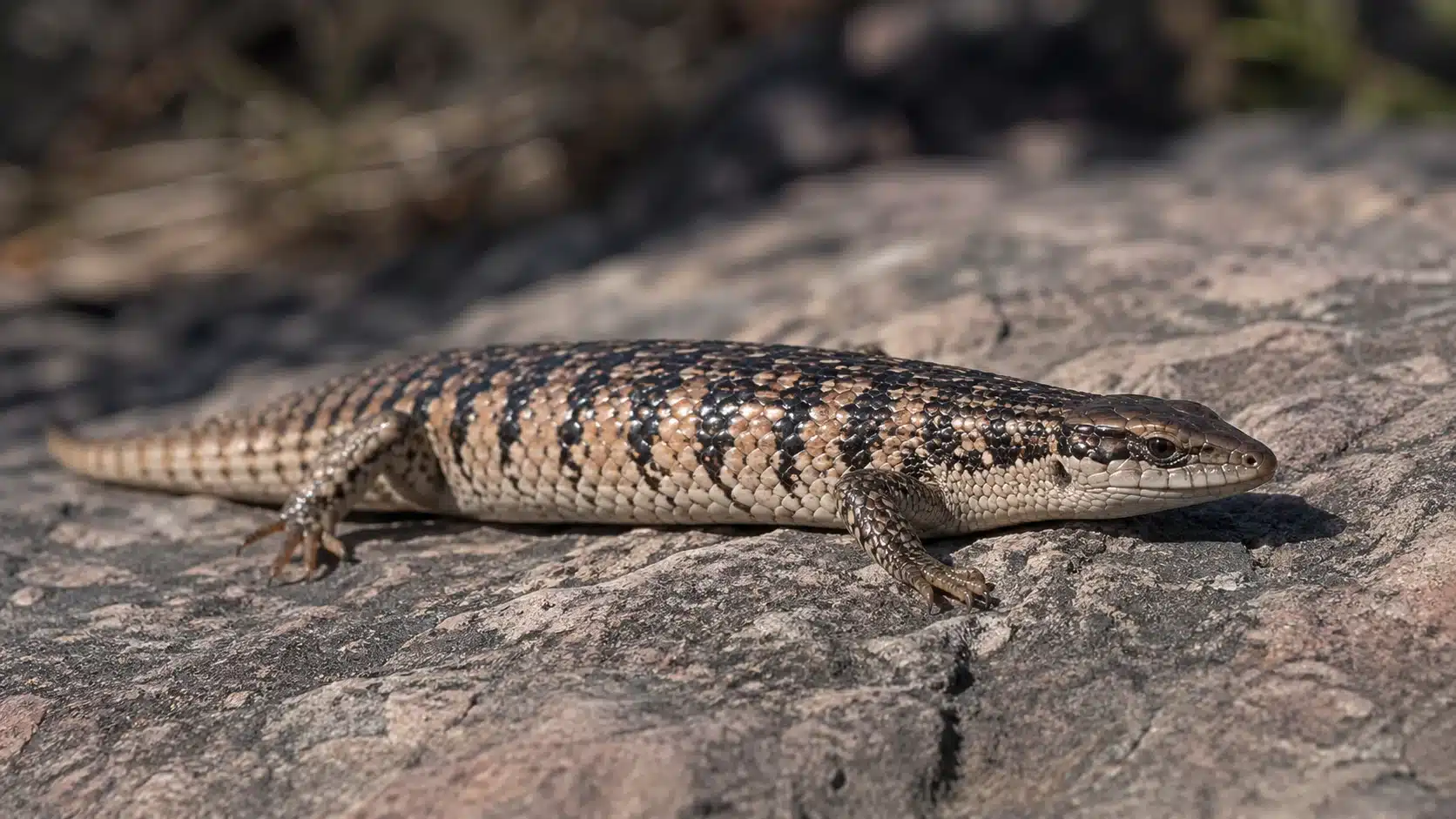 Reptilia 2 Peter’s banded skink (Scincopus fasciatus)
