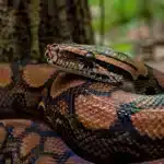 Regnbueboa (Epicrates cenchria) Regnbueboa+Epicrates cenchria