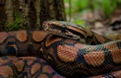 Regnbueboa (Epicrates cenchria)