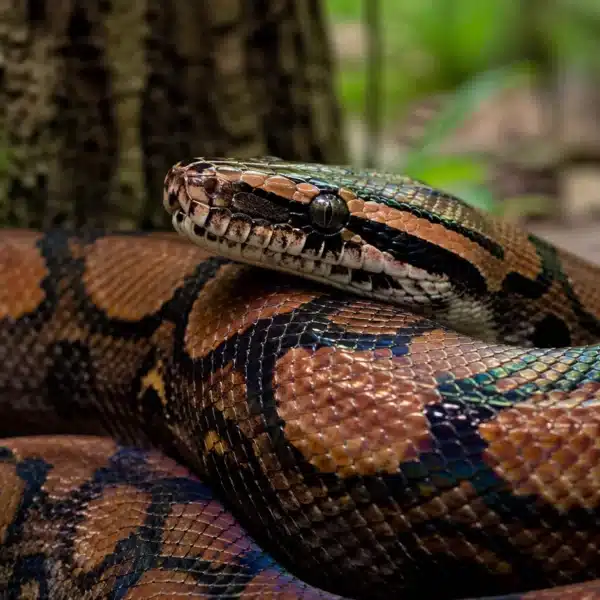 Regnbueboa (Epicrates cenchria)