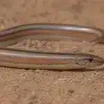 Rosenboa, Rosy boa (Lichanura trivirgata) Rosenboa, Rosy boa+Lichanura trivirgata