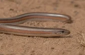 Rosenboa, Rosy boa (Lichanura trivirgata)