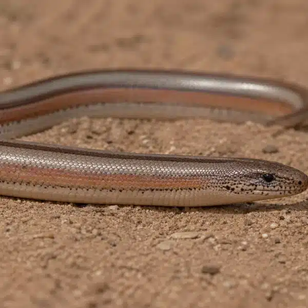 Rosenboa, Rosy boa (Lichanura trivirgata)