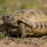 Russisk landskildpadde (Testudo horsfieldii) Russisk landskildpadde+Testudo horsfieldii